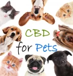 CBD-for-Pets-MAIN.jpg
